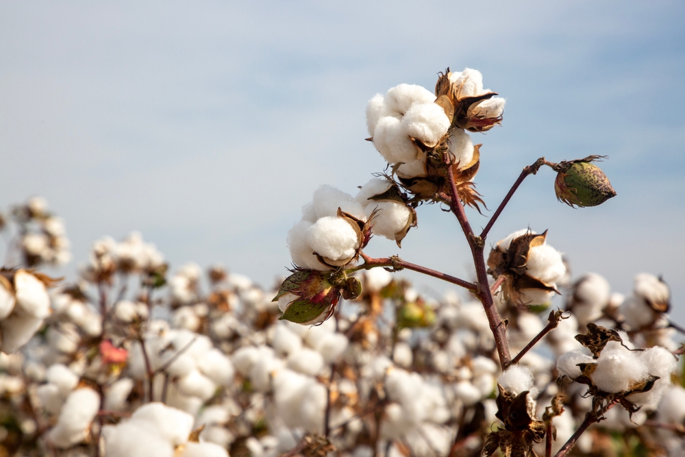 Australia’s leading cotton ginning companies.